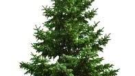 Christmas Tree DNA: complex conifer genome ’dauntingly huge’