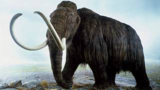 Scientists Are Close to Resurrecting the Woolly Mammoth