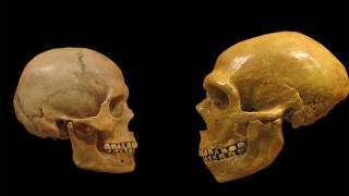 Gene Study Suggests Homo Sapiens Migrated into Africa, Not Out of the Continent