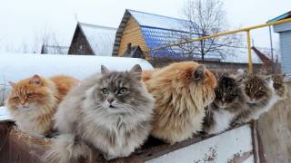Welcome to Koshlandia, Siberia’s Whimsical Land of Cats