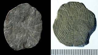 Bizarre 'Spider Stones' Found at Site of Neolithic Sun-Worshipers on Baltic Island Bornholm