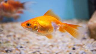 Swedish Woman Charged for Saying Immigration Leads to a ‘Goldfish Level IQ’