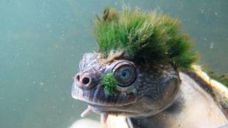Green-Haired Turtle That Breathes Through Its Genitals Added to Endangered List