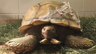 Southern California Tortoise with Cracked Shell Gets $4,000 Repair