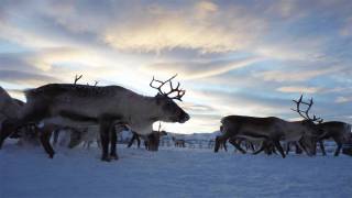 Herds of Arctic Reindeer Walking in Mesmerizing Circular Patterns