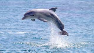 Are Captive Dolphins 'Happy'?