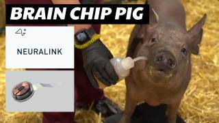 Neuralink: Elon Musk Unveils Pig With Chip In Its Brain