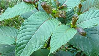 One Week Until Kratom Components Are Banned In The U.S.