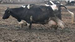Cow 'emissions' more damaging to planet than CO2 from cars