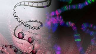 The discovery of DNA variability, holographic blueprints and the symphony of life