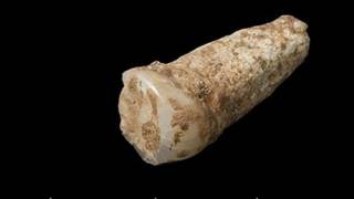 Million-year-old human tooth found in Spain & Mysterious origins of man (Video)
