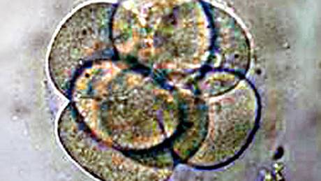 Hybrid embryos could be created within months