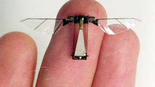 Dragonfly or Insect Spy? Scientists at Work on Robobugs