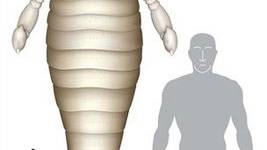 Scientists Find Fossil of Enormous Bug