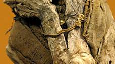 600 Year Old Amazon Mummies of the Chachapoyas Caught In Terror