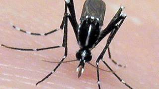 Genetically modified mosquitoes might help curb malaria