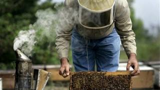 Ecological Apocalypse: Why Are All The Bees Dying?