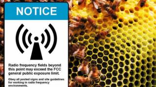 Are mobile phones wiping out our bees?