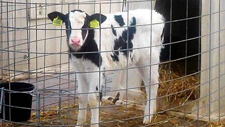 EU gives green light for cloned food to go on sale in UK shops