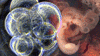 U.S. company claims it cloned humans