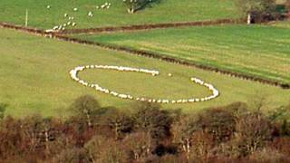 Forget crop circles - now we've got a mysterious SHEEP circle