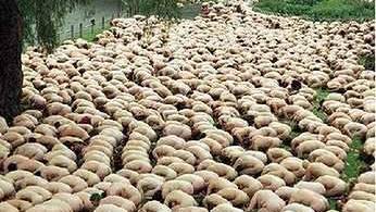 Scientific study done on 'Sheeple' - Crowds 'pick leaders to follow'