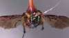 Cyborg Moth Flies! (Video) & The Pentagon's battle bugs