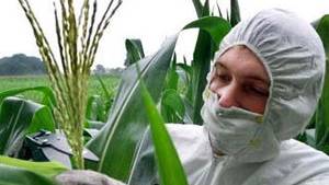 GM crop trials 'should be secret'