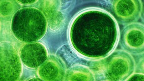 Scientists "listen" to plants to find water pollution