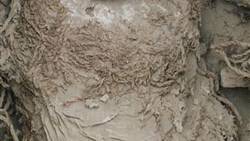 Pre-Incan female Wari mummy unearthed in Peru