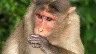 Monkeys Ponder What Could Have Been