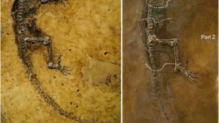 Ancient Human Ancestor 'Ida' Discovered