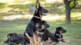 9/11 Hero Dog Cloned