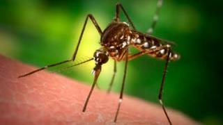 Mosquitoes deliver malaria "vaccine" through bites