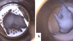 Mice Levitated in Lab