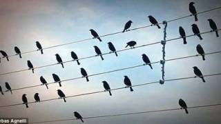 Birds on the wire: Song inspired by feathered flock strikes a chord with listeners