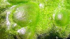 Is Algae the Biofuel of the Future?