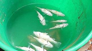 Fish Literally Rain Down On Australian Outback...Not Once, But Twice!