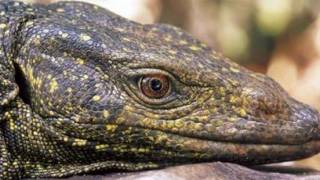 Philippines dragon-sized lizard is a new species