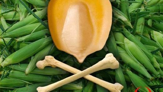 Fears grow as study shows genetically modified crops "can cause liver and kidney damage"