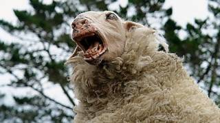 In Safety Study, Sheep on Meth Are Shocked With Tasers