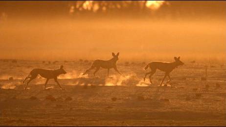 Folk medicine poses global threat to wild dog species