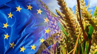 Paper reveals EU plan to boost GM crop cultivation