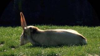 12,000 endangered saiga antelope found dead in Kazakhstan