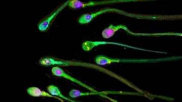 In Quebec, infertility is now a disease