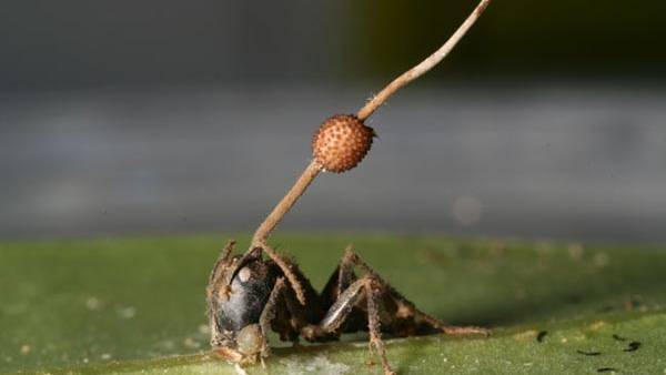 Mind-Controlling Parasites Date Back Millions of Years