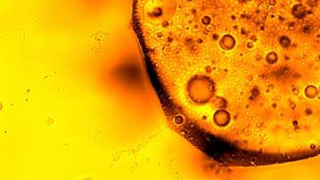 New microbe discovered eating Gulf oil spill