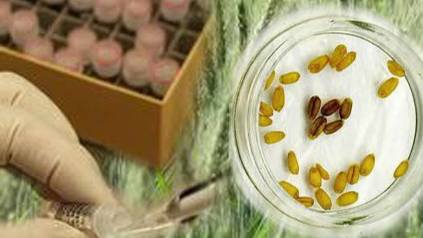 Scientists: We’ve cracked wheat’s genetic code