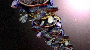 Stephen Hawking suggests ’theory of everything’