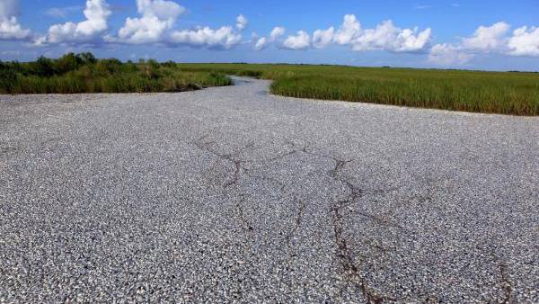 Massive fish kill reported in Louisiana